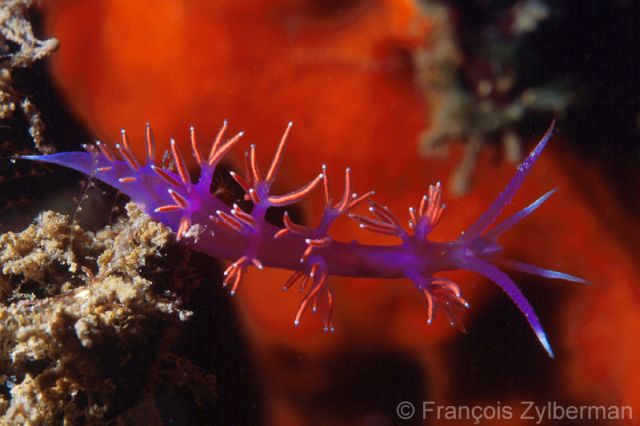 Nudibranch Flabellina ischitana