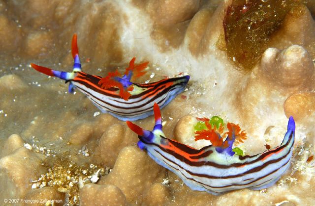 Nudibranchs