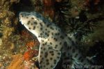 Galapagos bullhead shark