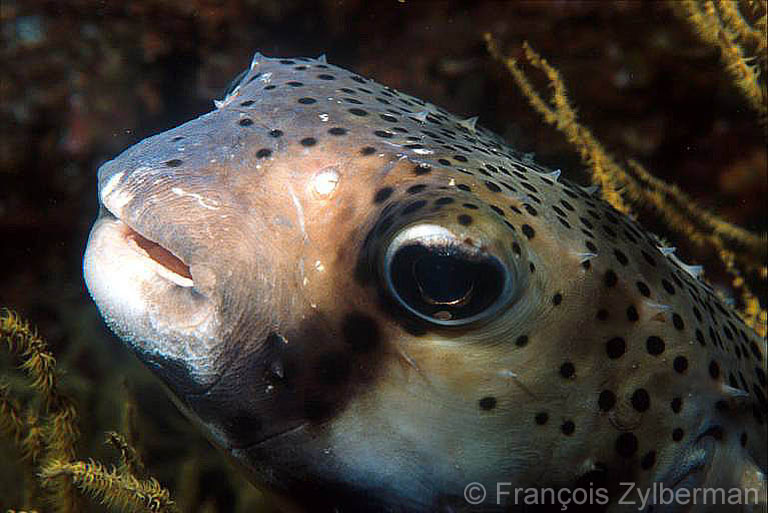 Starry Pufferfish