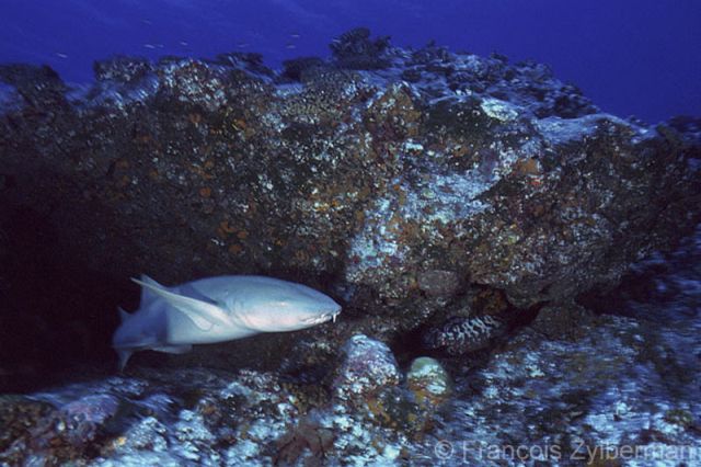 Requin Nourrice - Shark
