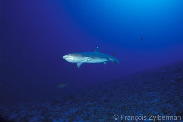 White tips Shark