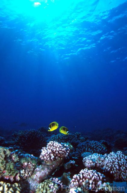 Butterflyfishes