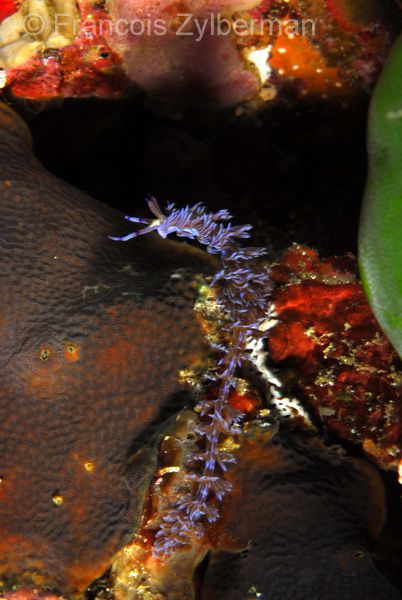 Nudibranch blue dragon