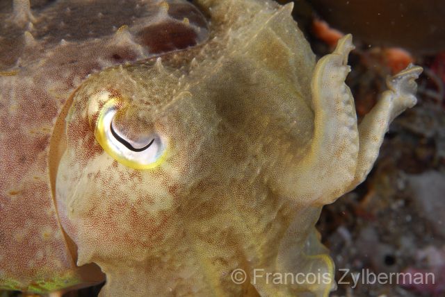 Baby cuttlefish