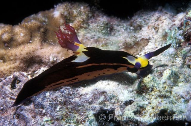 Nudibranch Nembrotha