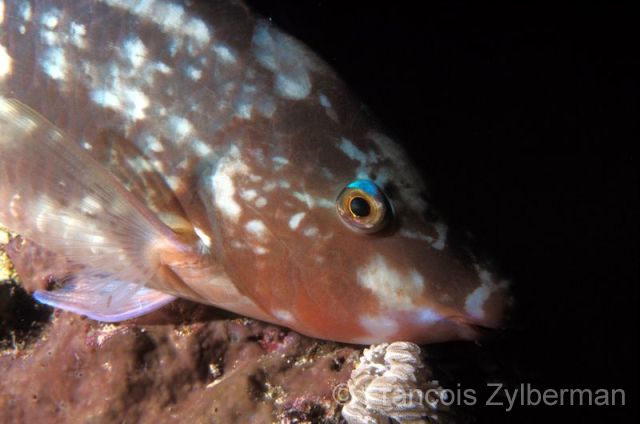 Parrot fish