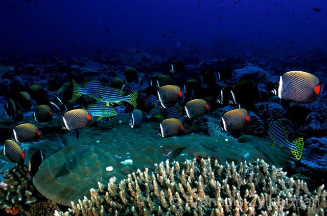 Butterflyfishes and blackspotted rubberlip