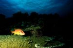 Long-jawed squirrelfish