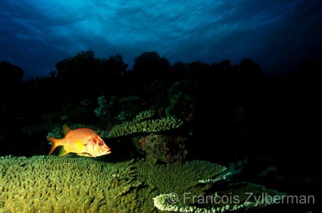 Long-jawed squirrelfish