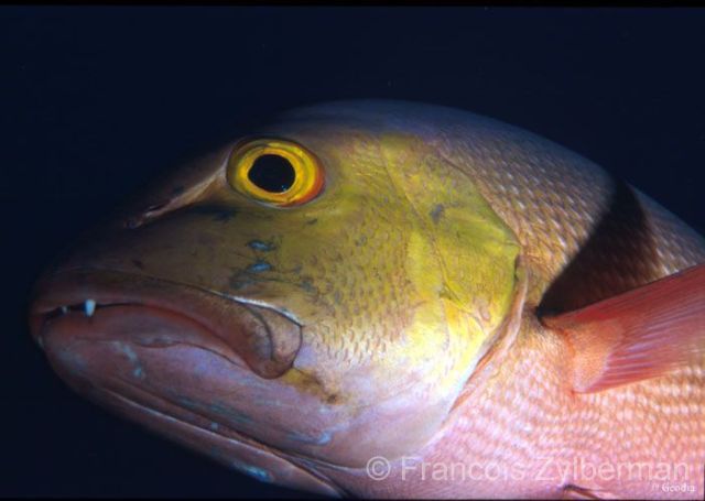 Two-spot red snapper