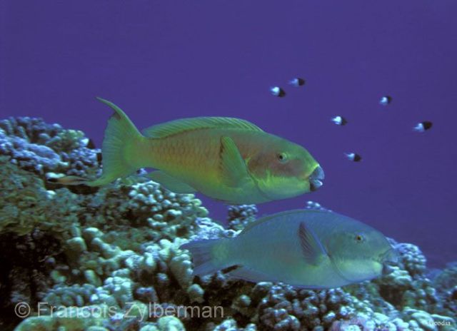 Parrot Fishes