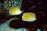 Sunset butterflyfishes