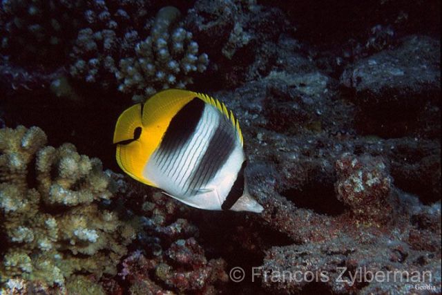 Pacific double-saddle butterflyfish