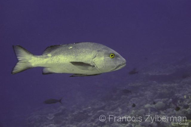 Two-spot red snapper