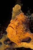 Giant Frogfish